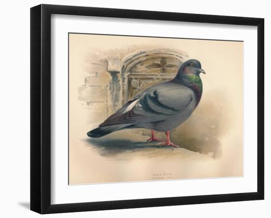 Rock Dove (Columba livia), c1900, (1900)-Charles Whymper-Framed Giclee Print