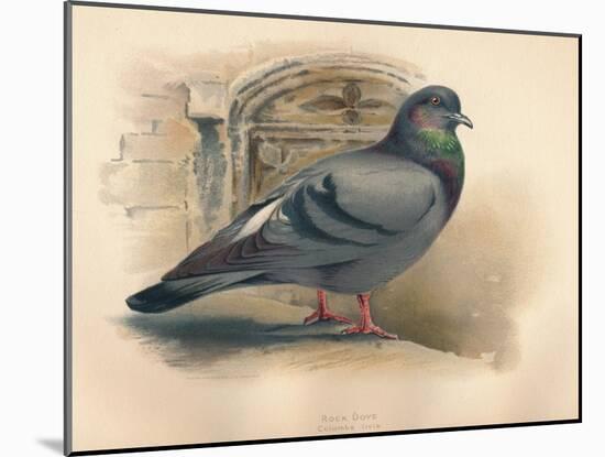 Rock Dove (Columba livia), c1900, (1900)-Charles Whymper-Mounted Giclee Print