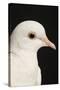 Rock Dove-null-Stretched Canvas