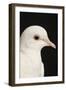 Rock Dove-null-Framed Photographic Print