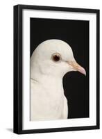 Rock Dove-null-Framed Photographic Print