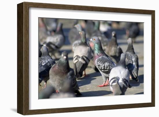 Rock Dove-null-Framed Photographic Print