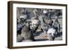 Rock Dove-null-Framed Photographic Print