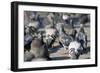 Rock Dove-null-Framed Photographic Print