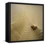 Rock Eroding in Desert Sand-Micha Pawlitzki-Framed Stretched Canvas