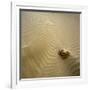 Rock Eroding in Desert Sand-Micha Pawlitzki-Framed Photographic Print