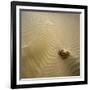 Rock Eroding in Desert Sand-Micha Pawlitzki-Framed Photographic Print