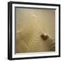 Rock Eroding in Desert Sand-Micha Pawlitzki-Framed Photographic Print