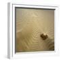 Rock Eroding in Desert Sand-Micha Pawlitzki-Framed Photographic Print