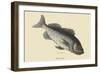 Rock Fish-Mark Catesby-Framed Art Print