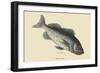 Rock Fish-Mark Catesby-Framed Art Print