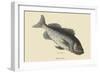Rock Fish-Mark Catesby-Framed Art Print