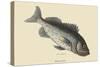 Rock Fish-Mark Catesby-Stretched Canvas