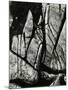 Rock Formation, Europe, 1971-Brett Weston-Mounted Photographic Print