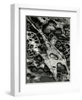 Rock Formation, Europe, 1971-Brett Weston-Framed Photographic Print