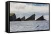 Rock Formation known as Gada's Stack on Foula Island, Shetlands, Scotland, United Kingdom, Europe-Michael Nolan-Framed Stretched Canvas