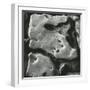 Rock Formation, Point Lobos, California, 1969-Brett Weston-Framed Premium Photographic Print