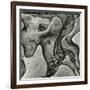 Rock Formation, Point Lobos, California, 1971-Brett Weston-Framed Photographic Print