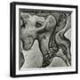 Rock Formation, Point Lobos, California, 1971-Brett Weston-Framed Premium Photographic Print