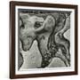 Rock Formation, Point Lobos, California, 1971-Brett Weston-Framed Photographic Print