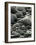 Rock Formation, Shore Acres, Oregon, 1975-Brett Weston-Framed Photographic Print