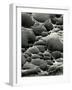 Rock Formation, Shore Acres, Oregon, 1975-Brett Weston-Framed Photographic Print