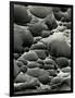 Rock Formation, Shore Acres, Oregon, 1975-Brett Weston-Framed Photographic Print