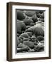 Rock Formation, Shore Acres, Oregon, 1975-Brett Weston-Framed Photographic Print