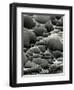 Rock Formation, Shore Acres, Oregon, 1975-Brett Weston-Framed Photographic Print