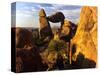 Rock Formations in Grapevine Hills, Big Bend National Park, Texas, USA-Jerry Ginsberg-Stretched Canvas
