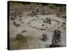 Rock Formations known as the Stone Forest, 50 Million Year Old Tree-Like Stone Columns, Varna, Bulg-Dallas & John Heaton-Stretched Canvas