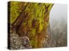 Rock Formations Seen Beyond Lichen Covered Rocks on the First Flatiron Above Boulder, Colorado.-Ethan Welty-Stretched Canvas