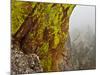 Rock Formations Seen Beyond Lichen Covered Rocks on the First Flatiron Above Boulder, Colorado.-Ethan Welty-Mounted Photographic Print