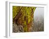 Rock Formations Seen Beyond Lichen Covered Rocks on the First Flatiron Above Boulder, Colorado.-Ethan Welty-Framed Photographic Print