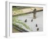 Rock Garden, Portland Japanese Garden, Oregon, USA-William Sutton-Framed Photographic Print