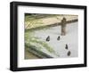 Rock Garden, Portland Japanese Garden, Oregon, USA-William Sutton-Framed Photographic Print