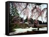 Rock Garden, Shoho-Ji Temple, Japan-null-Framed Stretched Canvas