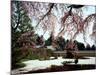 Rock Garden, Shoho-Ji Temple, Japan-null-Mounted Photographic Print