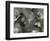 Rock, Ice, Grass, 1954-Brett Weston-Framed Photographic Print