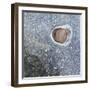 Rock in a Frozen River-Micha Pawlitzki-Framed Photographic Print