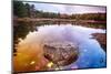 Rock in a Pond, Acadia National Park, Maine-George Oze-Mounted Photographic Print