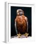 Rock Kestrel Portrait, Cape Town, South Africa-Claudia Adams-Framed Photographic Print