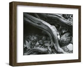 Rock, Leaves, Tree, c.1965-Brett Weston-Framed Photographic Print