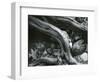 Rock, Leaves, Tree, c.1965-Brett Weston-Framed Photographic Print