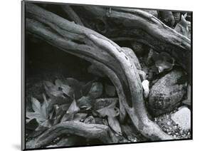 Rock, Leaves, Tree, c.1965-Brett Weston-Mounted Photographic Print