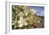 Rock Nettle in Bloom, Death Valley National Park, California-Rob Sheppard-Framed Photographic Print