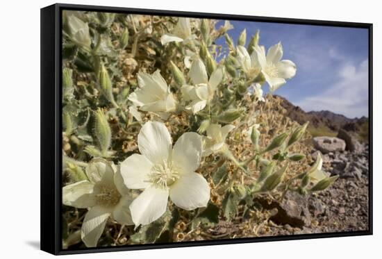 Rock Nettle in Bloom, Death Valley National Park, California-Rob Sheppard-Framed Stretched Canvas