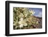 Rock Nettle in Bloom, Death Valley National Park, California-Rob Sheppard-Framed Photographic Print