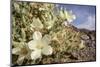 Rock Nettle in Bloom, Death Valley National Park, California-Rob Sheppard-Mounted Photographic Print