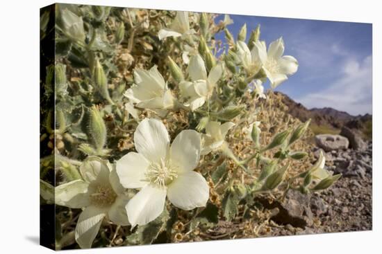 Rock Nettle in Bloom, Death Valley National Park, California-Rob Sheppard-Stretched Canvas